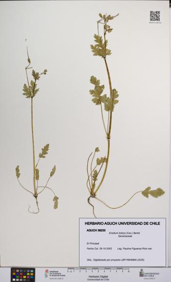 Erodium botrys [Espécimen: UCH:AGUCH:0038233]