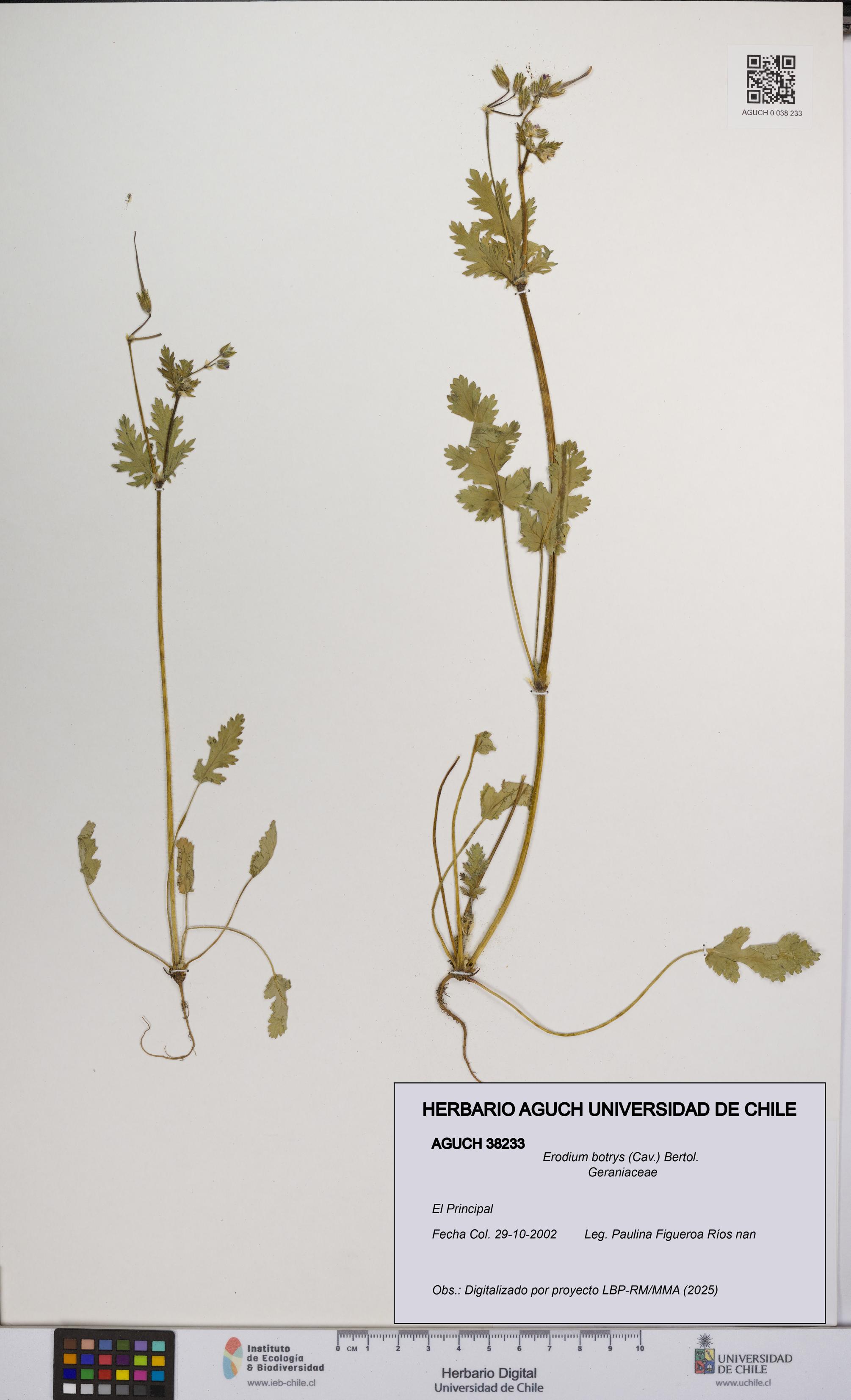 Erodium botrys [Espécimen: UCH:AGUCH:0038233]