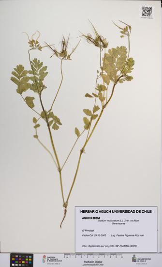 Erodium moschatum [Espécimen: UCH:AGUCH:0038234]