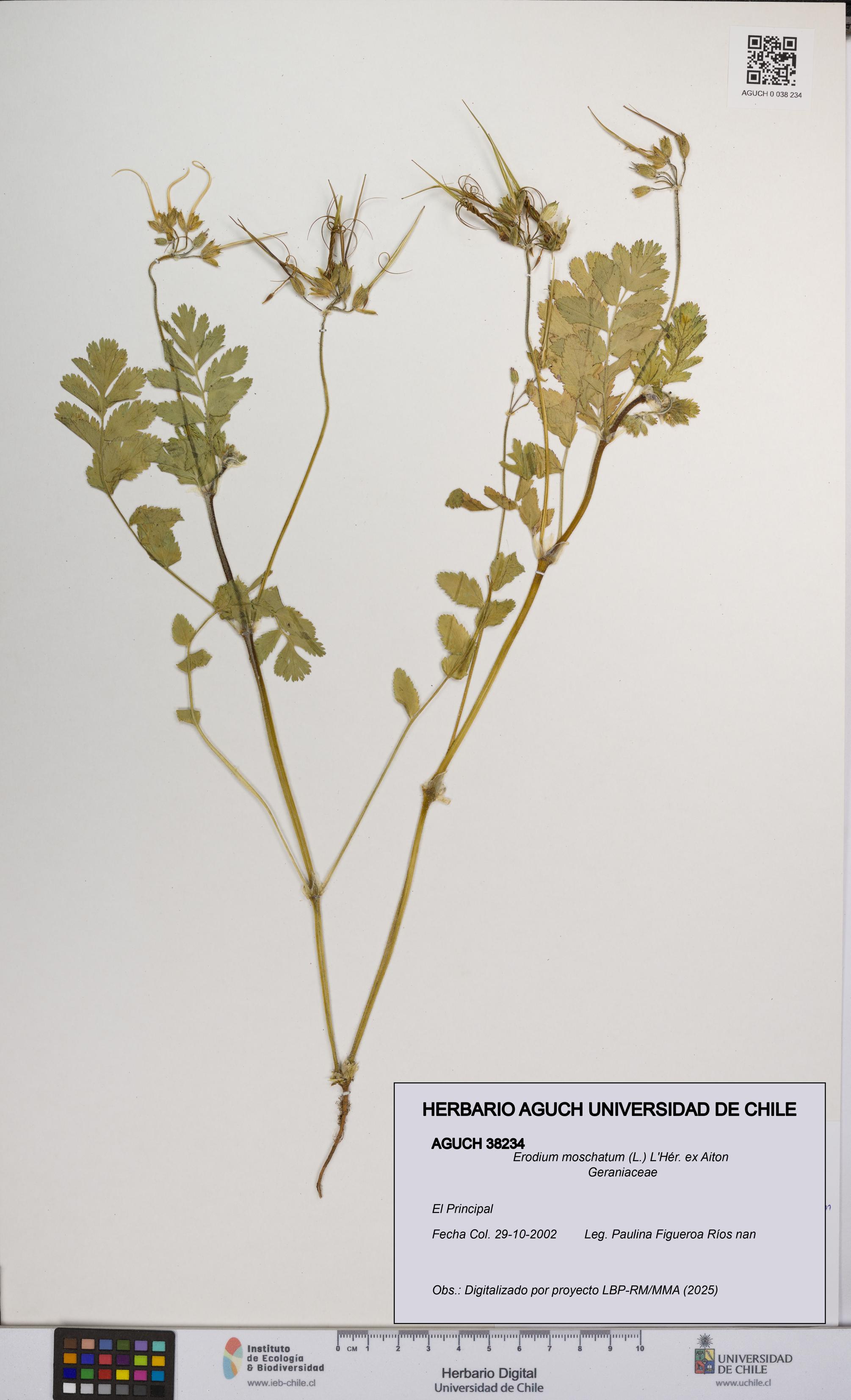 Erodium moschatum [Espécimen: UCH:AGUCH:0038234]