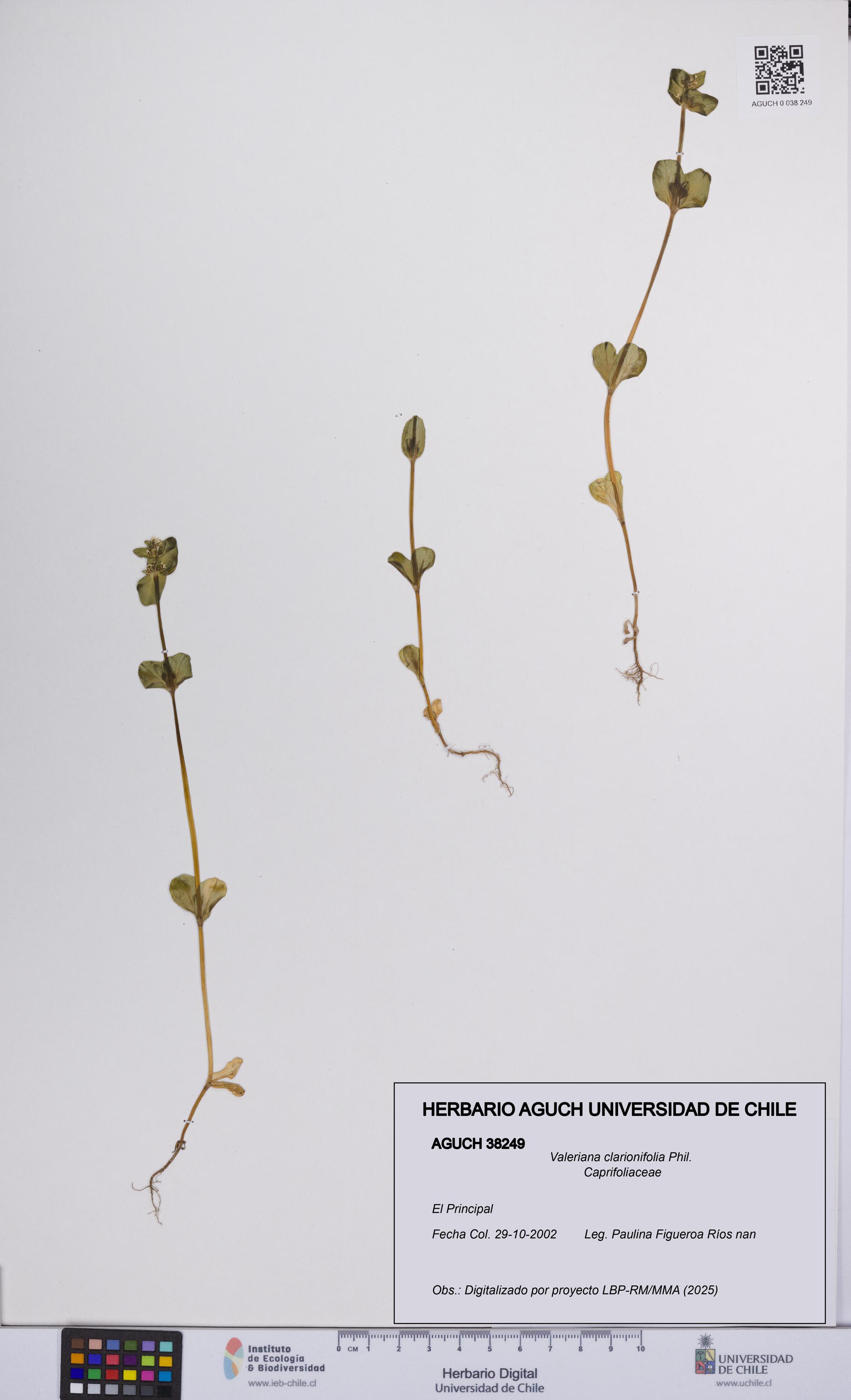 Valeriana clarionifolia [Espécimen: UCH:AGUCH:0038249]
