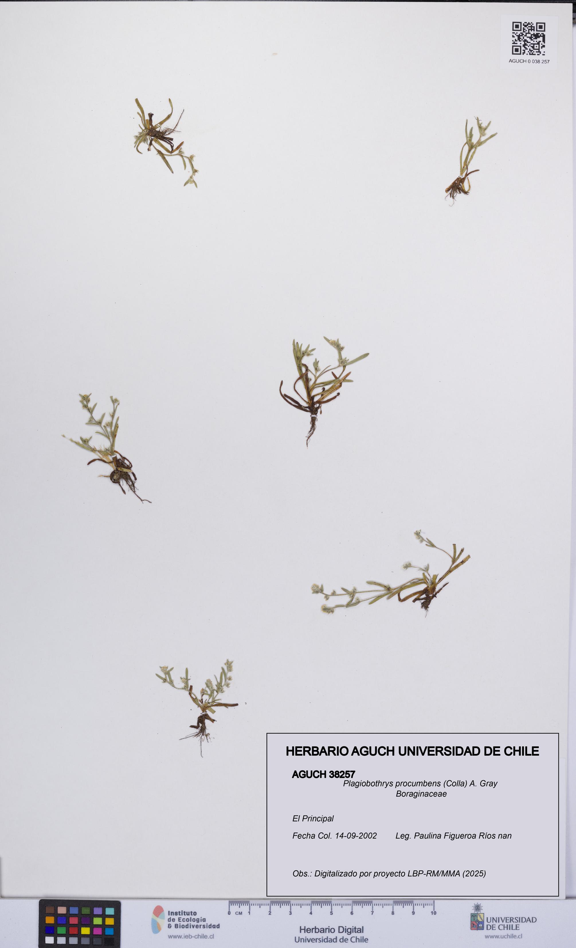 Plagiobothrys procumbens [Espécimen: UCH:AGUCH:0038257]