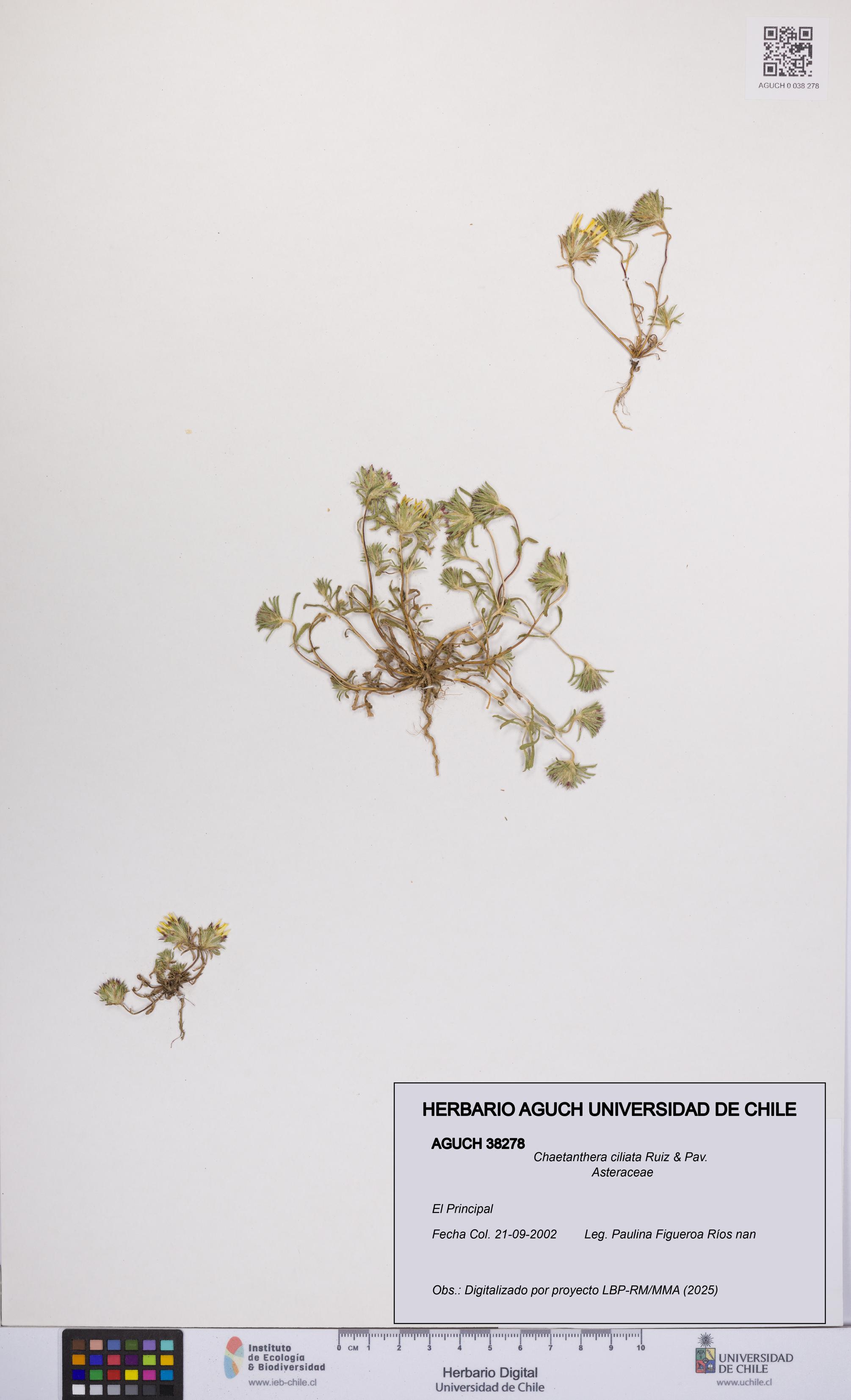 Chaetanthera ciliata [Espécimen: UCH:AGUCH:0038278]