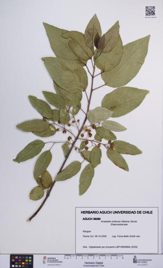 Aristotelia chilensis [Espécimen: UCH:AGUCH:0038290]