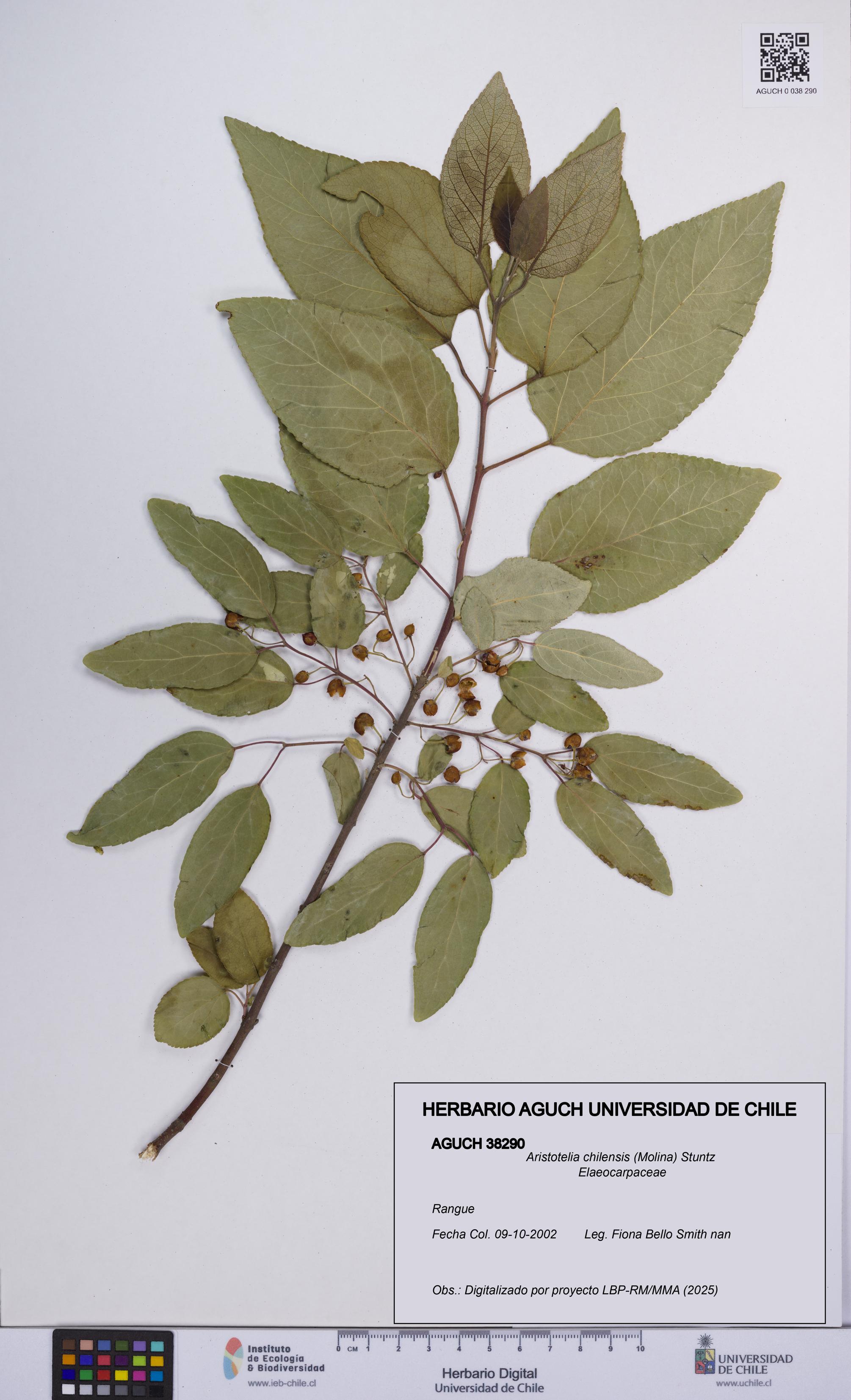 Aristotelia chilensis [Espécimen: UCH:AGUCH:0038290]