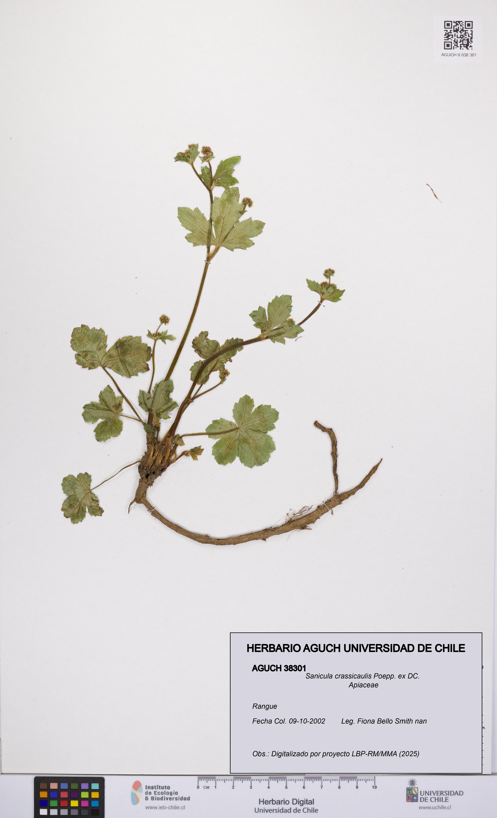 Sanicula crassicaulis [Espécimen: UCH:AGUCH:0038301]