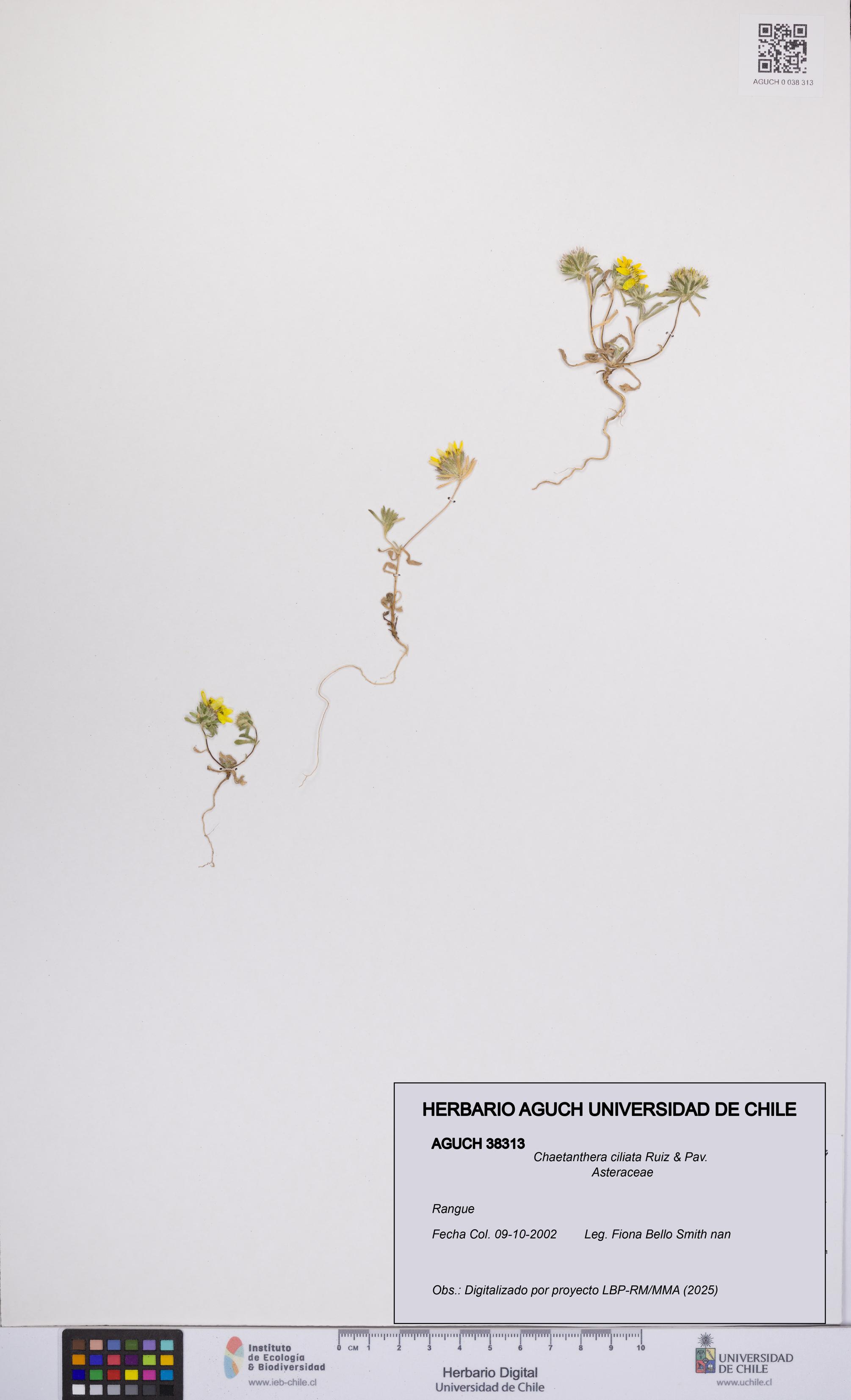 Chaetanthera ciliata [Espécimen: UCH:AGUCH:0038313]