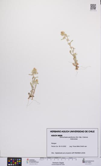 Gamochaeta spiciformis [Espécimen: UCH:AGUCH:0038325]