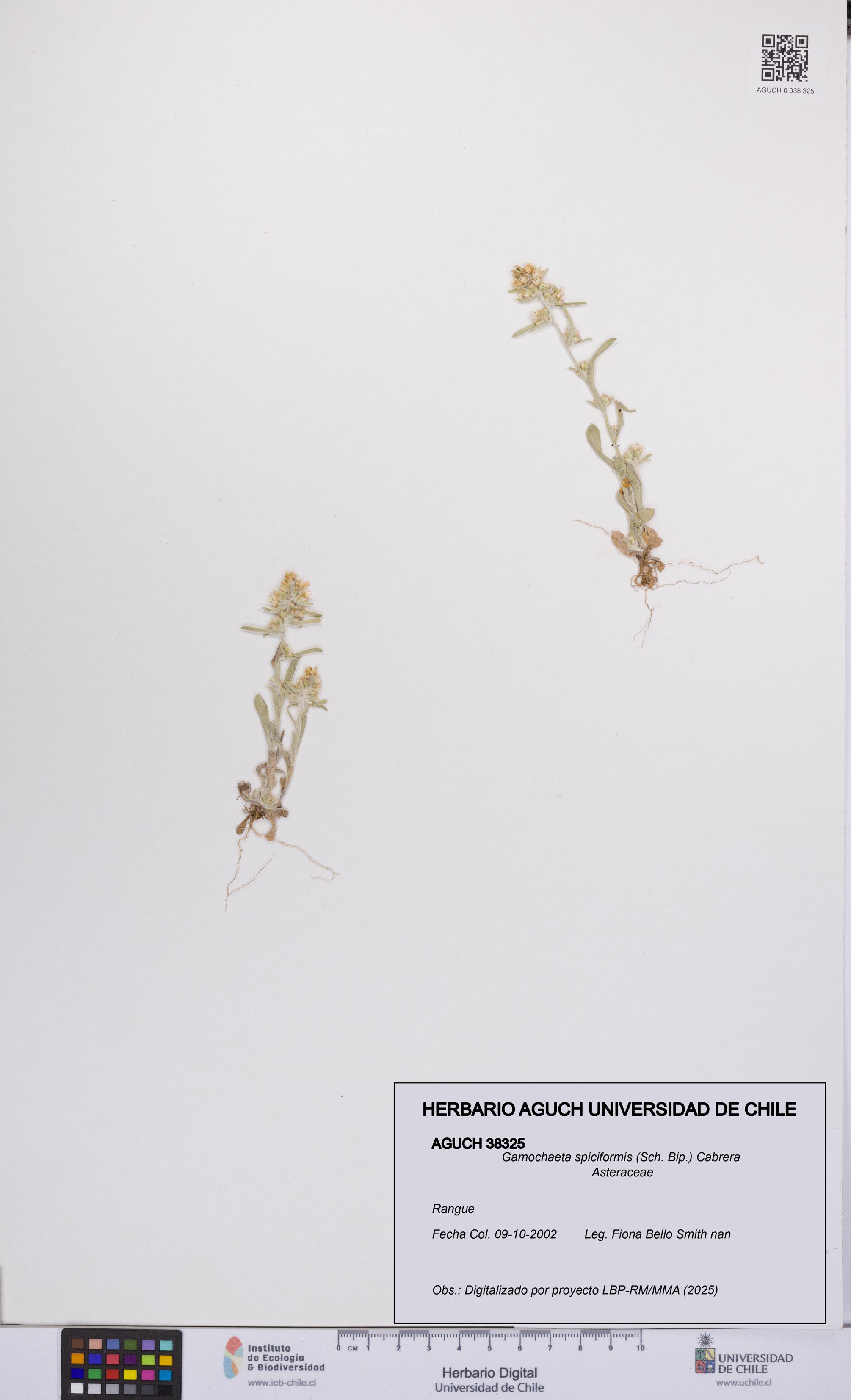 Gamochaeta spiciformis [Espécimen: UCH:AGUCH:0038325]
