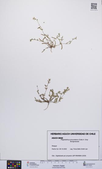 Plagiobothrys procumbens [Espécimen: UCH:AGUCH:0038333]