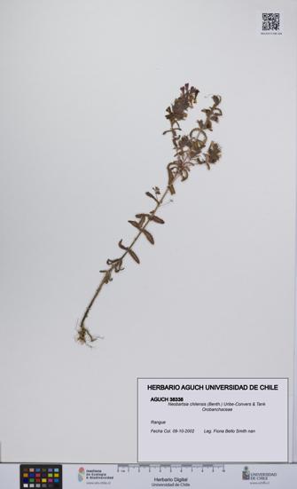 Neobartsia chilensis [Espécimen: UCH:AGUCH:0038338]