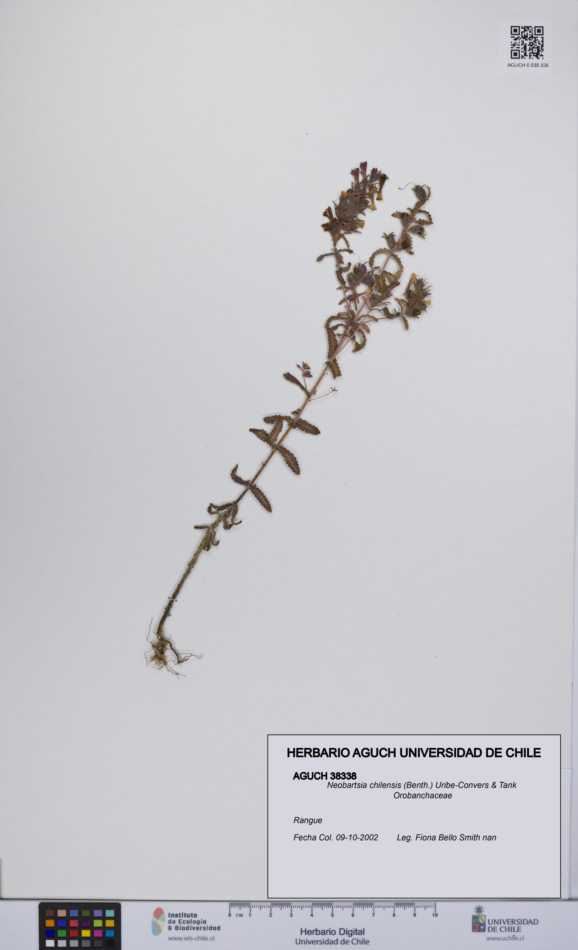Neobartsia chilensis [Espécimen: UCH:AGUCH:0038338]