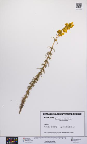 Calceolaria thyrsiflora [Espécimen: UCH:AGUCH:0038339]
