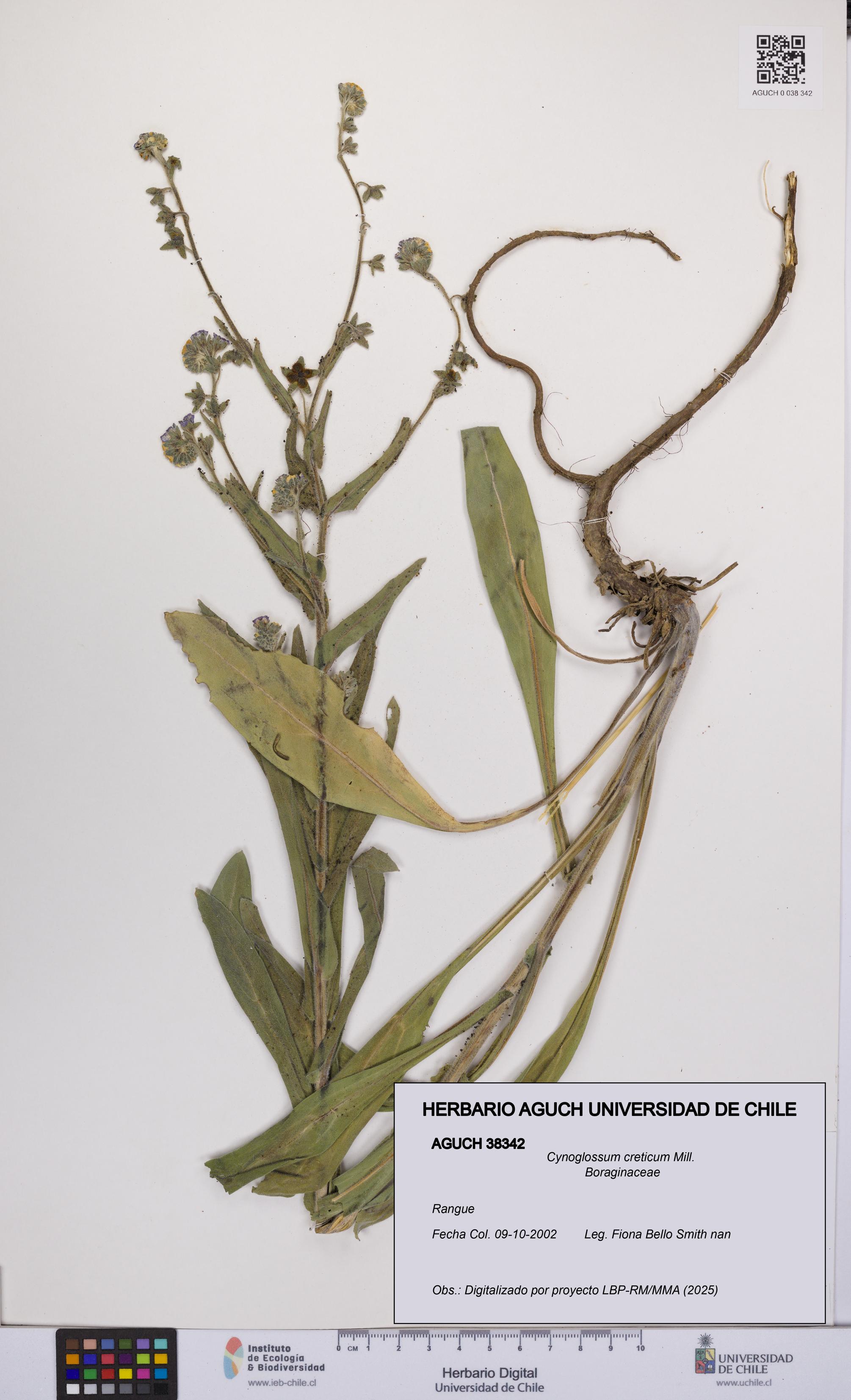 Cynoglossum creticum [Espécimen: UCH:AGUCH:0038342]