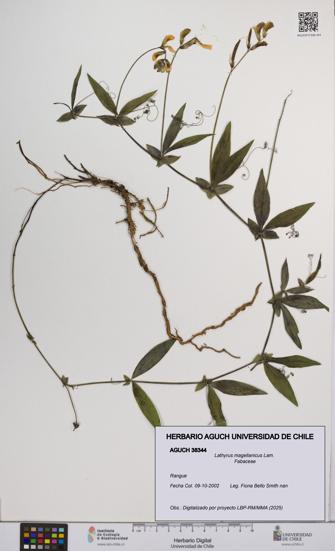 Lathyrus magellanicus [Espécimen: UCH:AGUCH:0038344]