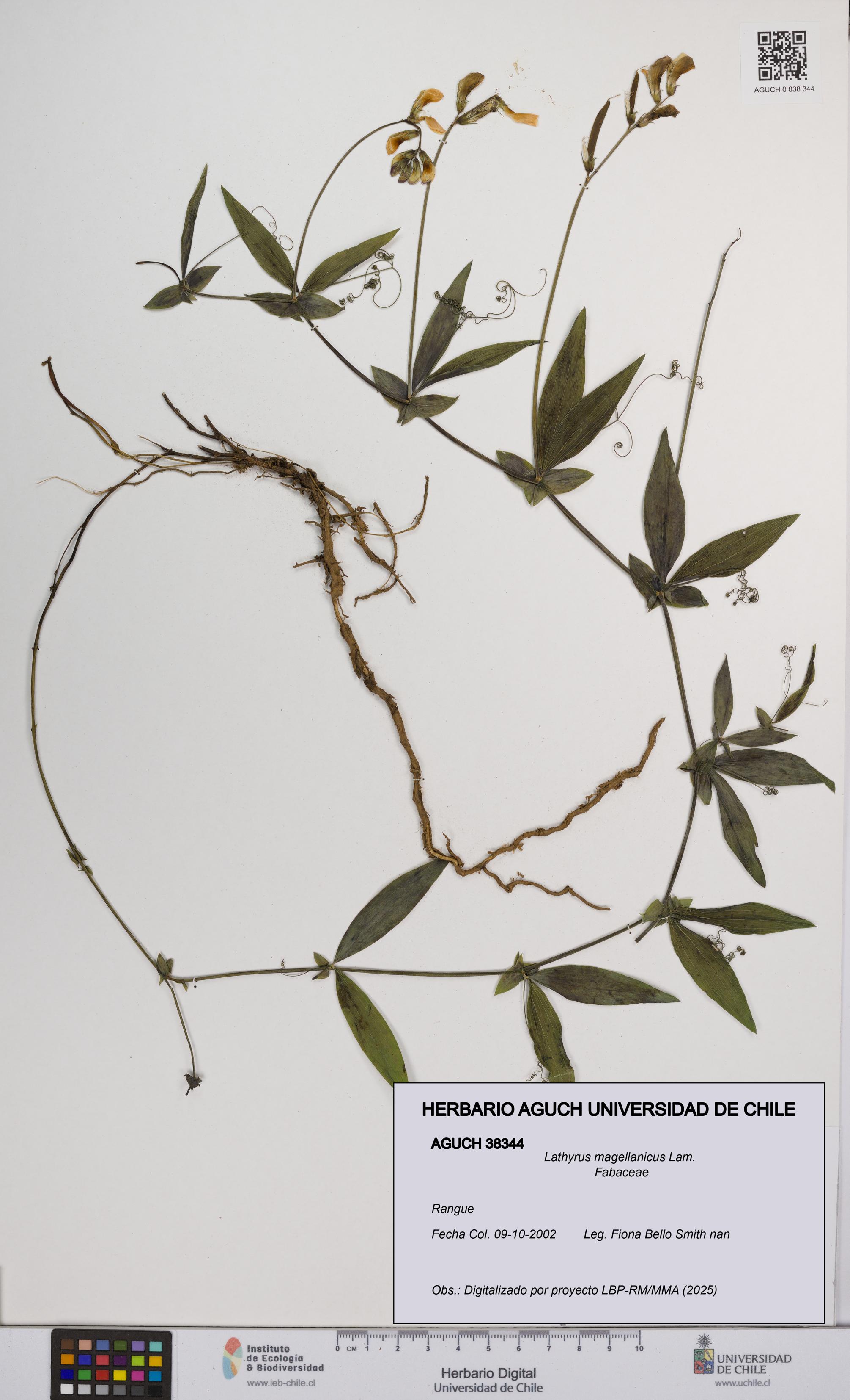 Lathyrus magellanicus [Espécimen: UCH:AGUCH:0038344]