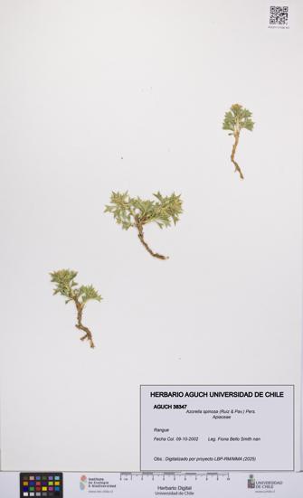 Azorella spinosa [Espécimen: UCH:AGUCH:0038347]