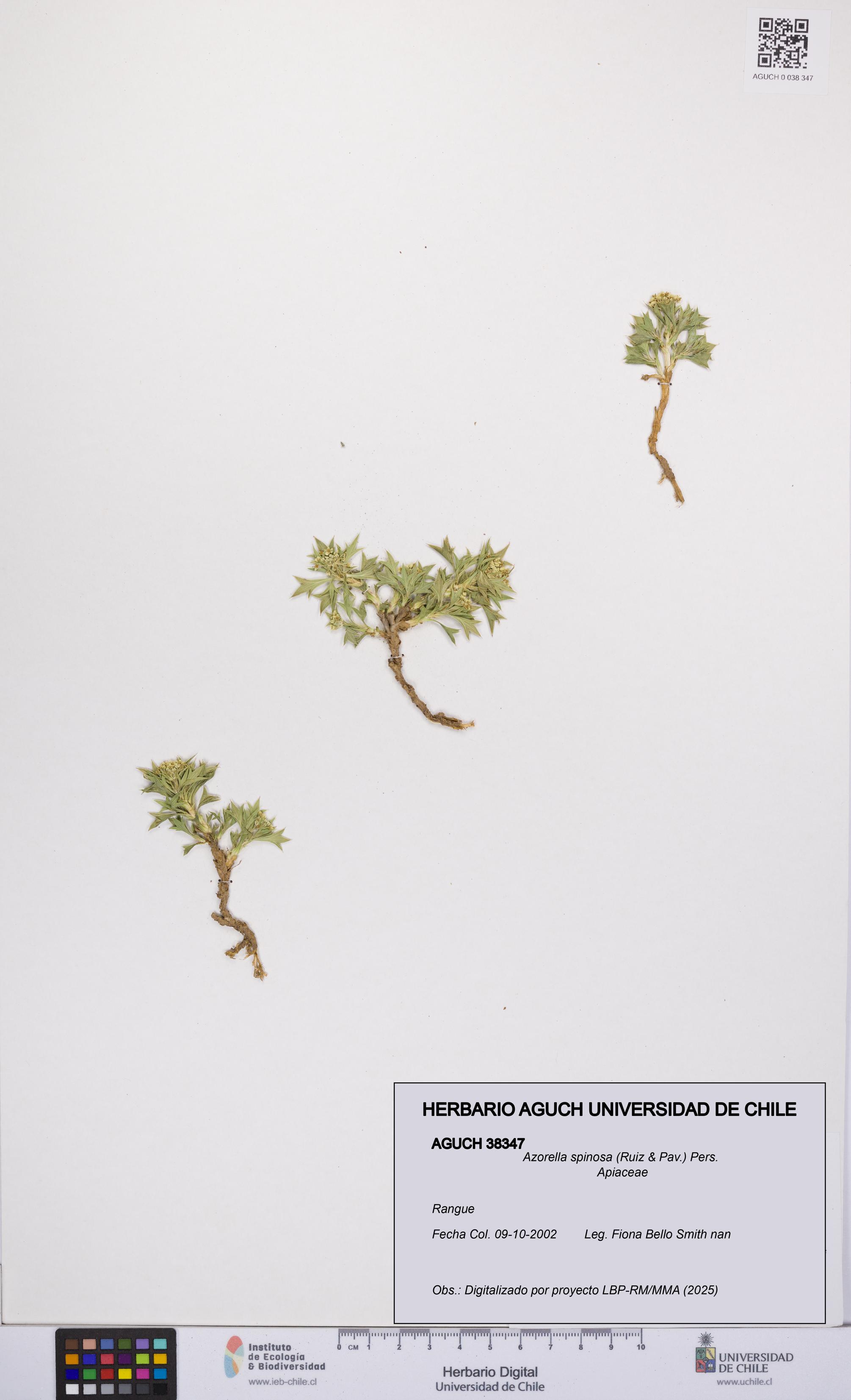 Azorella spinosa [Espécimen: UCH:AGUCH:0038347]