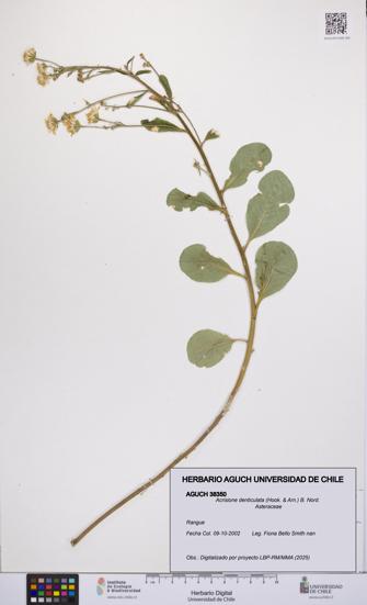 Acrisione denticulata [Espécimen: UCH:AGUCH:0038350]