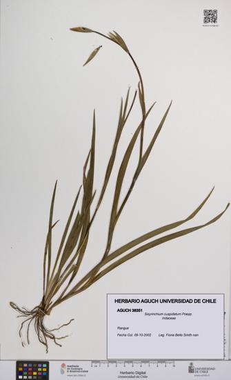 Sisyrinchium cuspidatum [Espécimen: UCH:AGUCH:0038351]