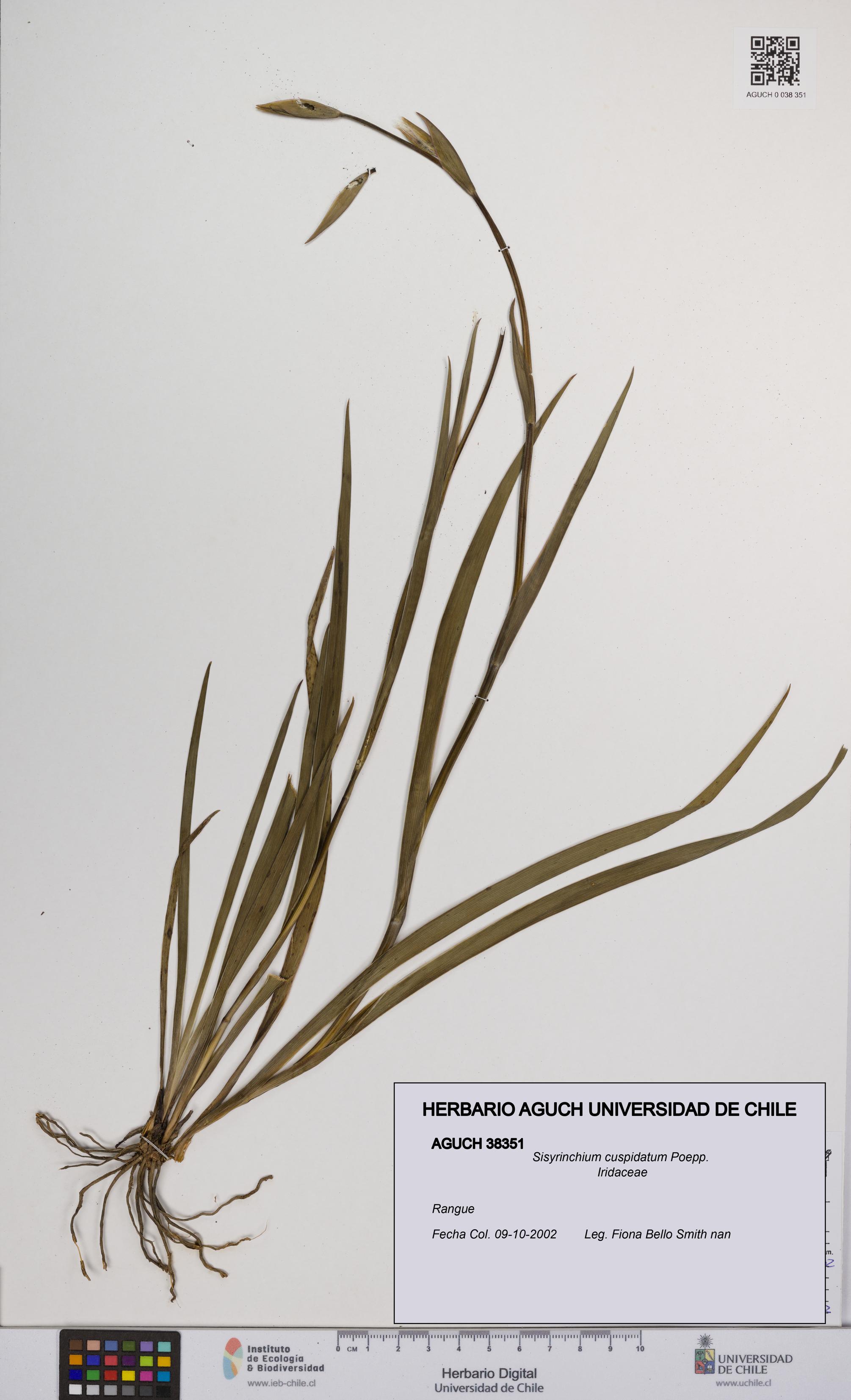 Sisyrinchium cuspidatum [Espécimen: UCH:AGUCH:0038351]