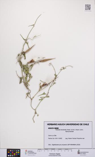 Tweedia birostrata [Espécimen: UCH:AGUCH:0038380]