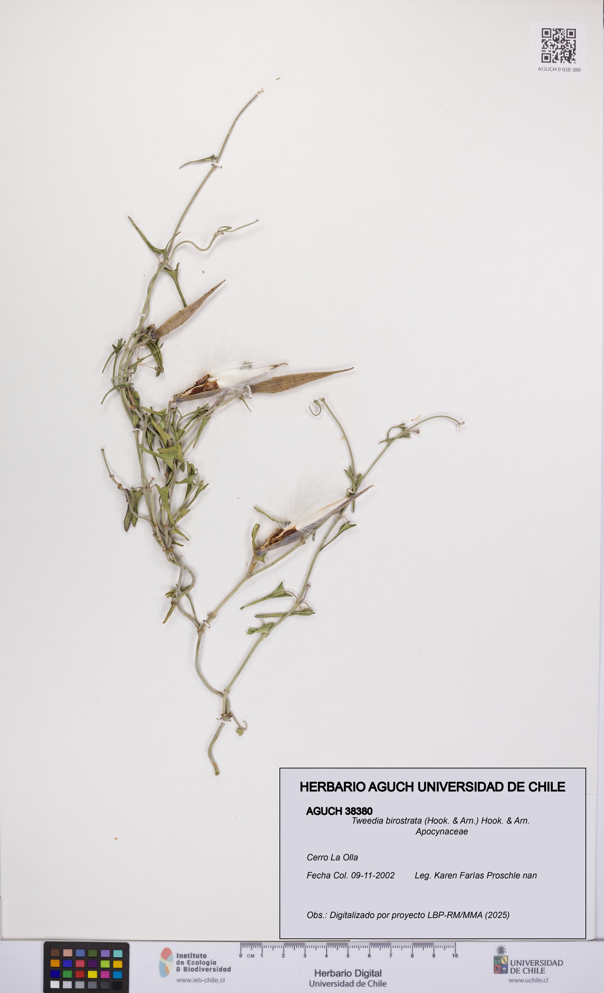 Tweedia birostrata [Espécimen: UCH:AGUCH:0038380]