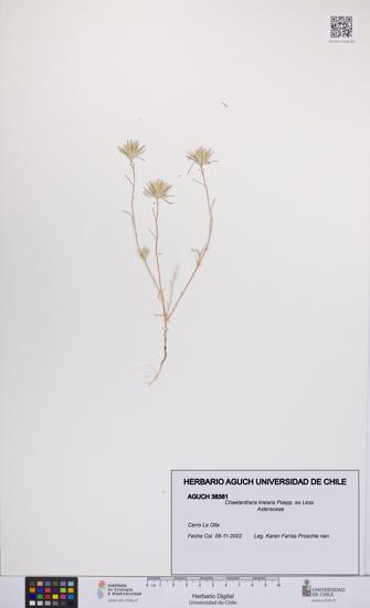 Chaetanthera linearis [Espécimen: UCH:AGUCH:0038381]