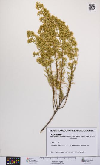 Ophryosporus paradoxus [Espécimen: UCH:AGUCH:0038383]