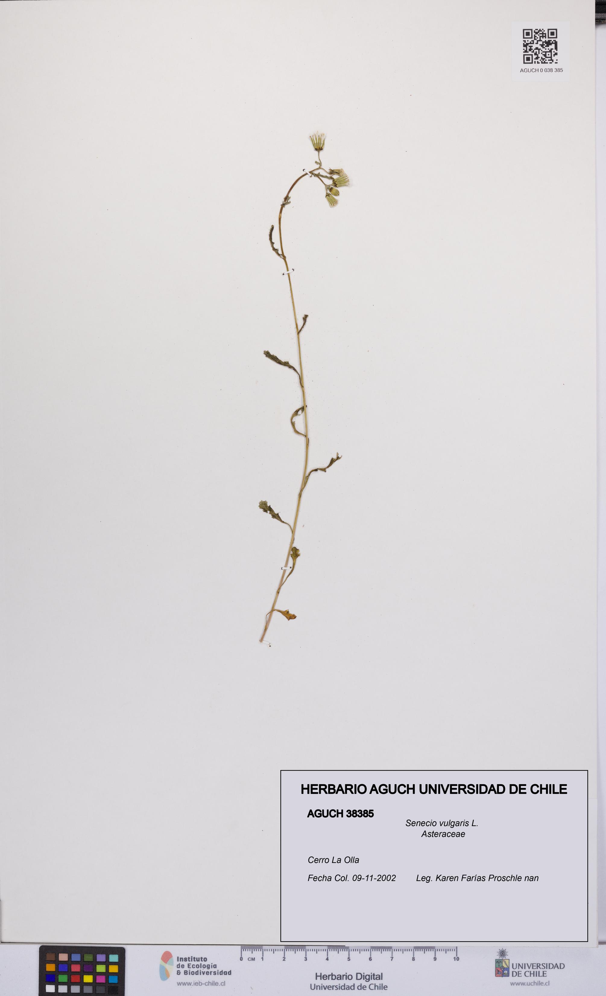 Senecio vulgaris [Espécimen: UCH:AGUCH:0038385]