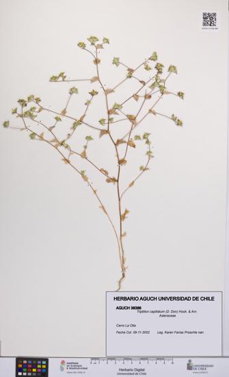 Triptilion capillatum [Espécimen: UCH:AGUCH:0038386]