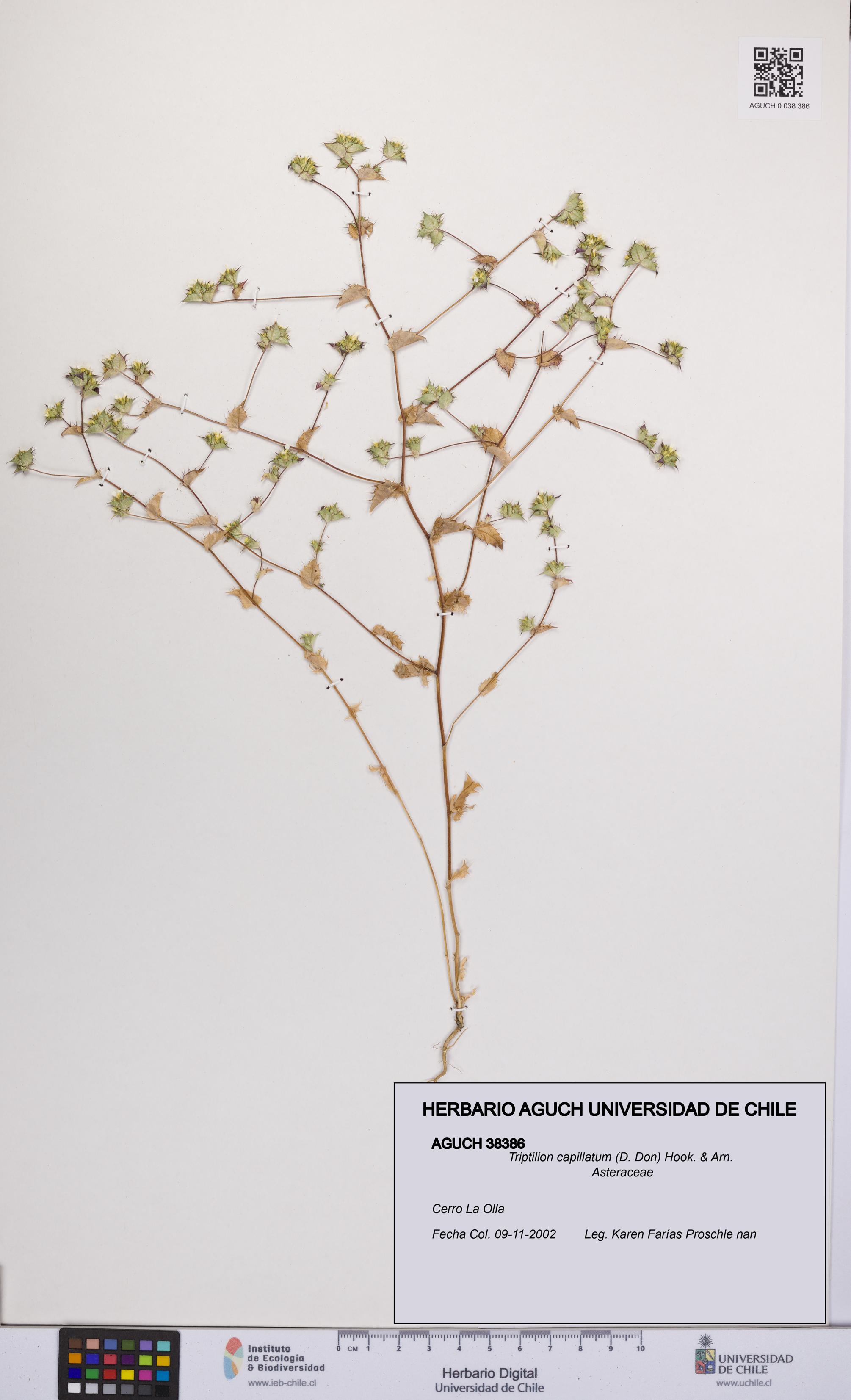 Triptilion capillatum [Espécimen: UCH:AGUCH:0038386]
