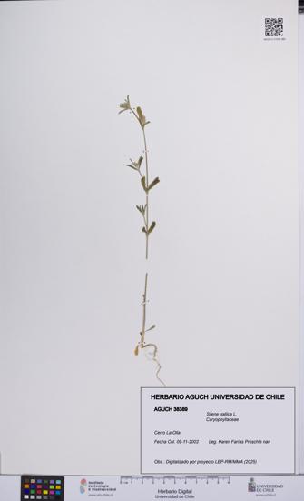Silene gallica [Espécimen: UCH:AGUCH:0038389]