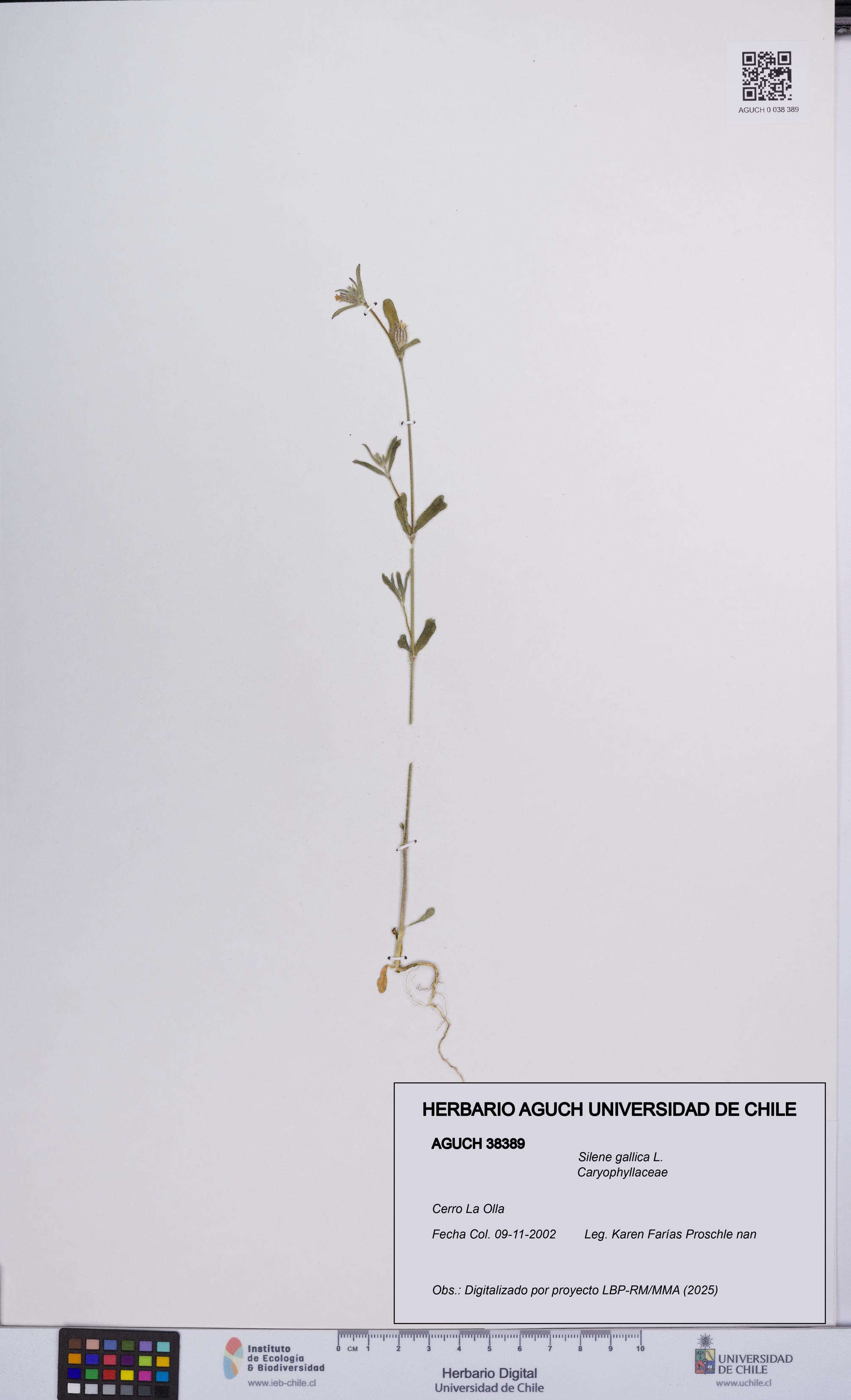 Silene gallica [Espécimen: UCH:AGUCH:0038389]
