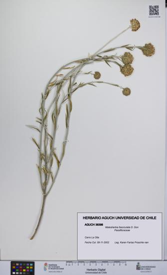 Malesherbia fasciculata [Espécimen: UCH:AGUCH:0038398]