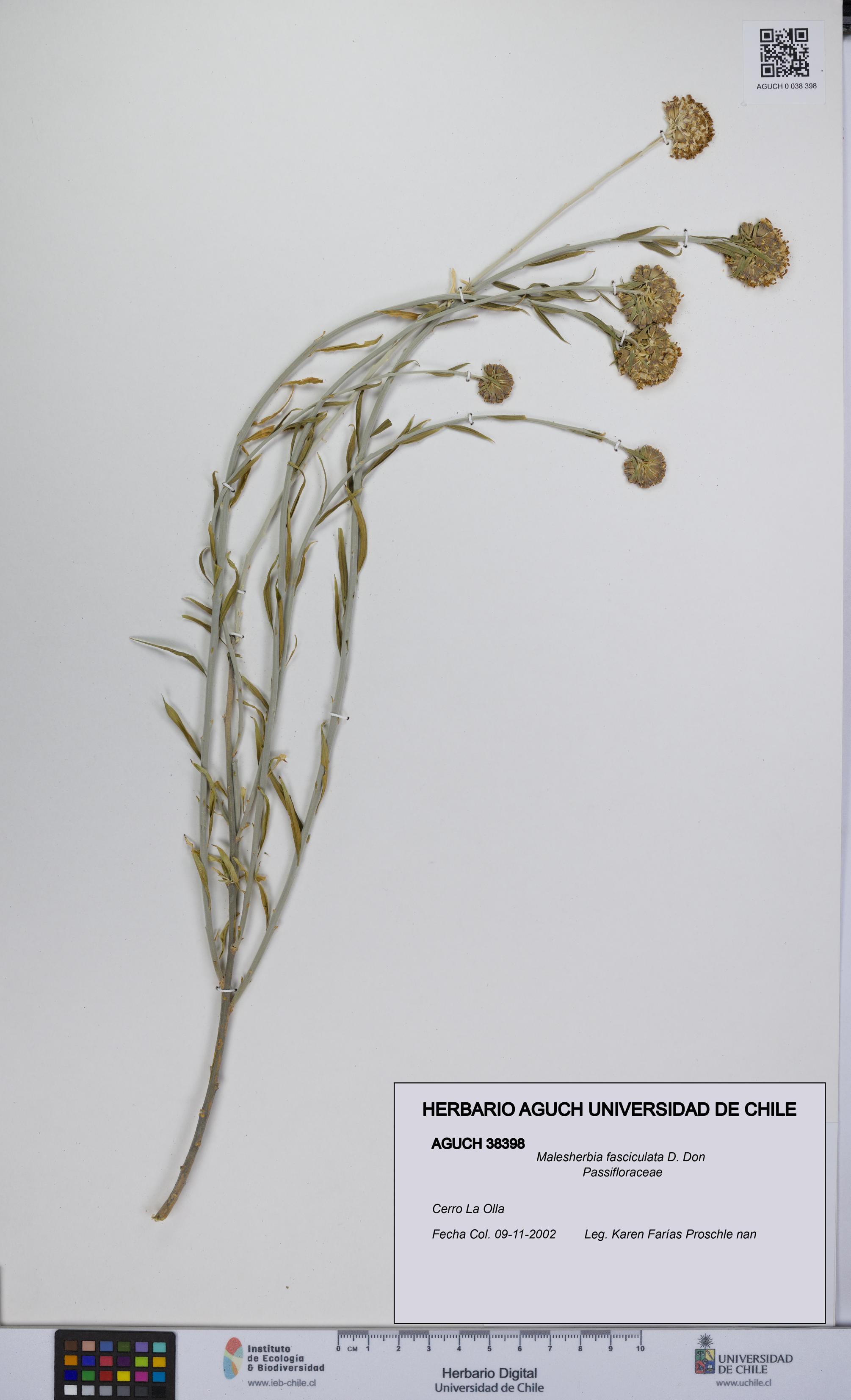 Malesherbia fasciculata [Espécimen: UCH:AGUCH:0038398]