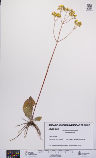 Calceolaria pratensis [Espécimen: UCH:AGUCH:0038407]