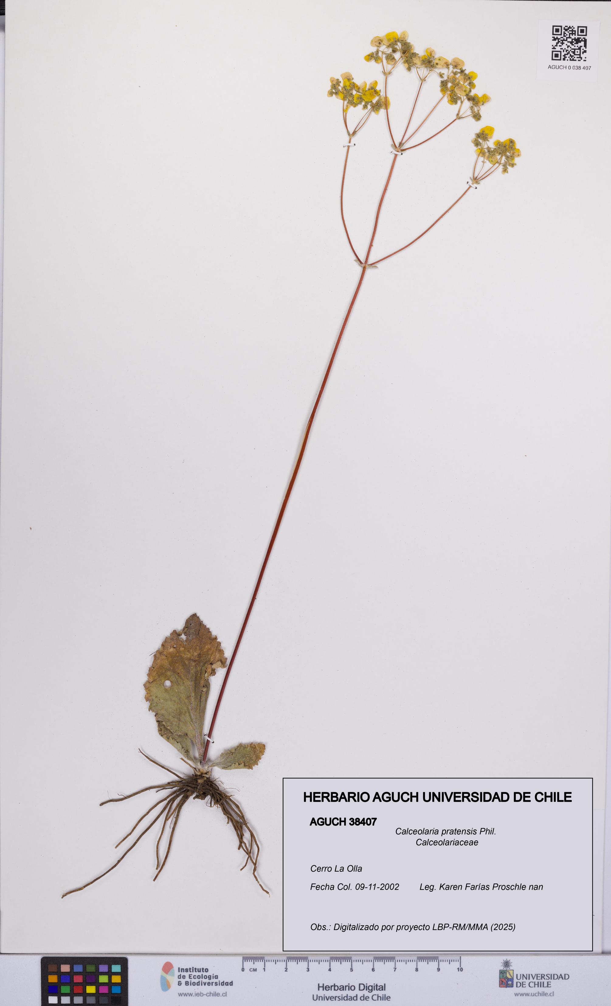 Calceolaria pratensis [Espécimen: UCH:AGUCH:0038407]