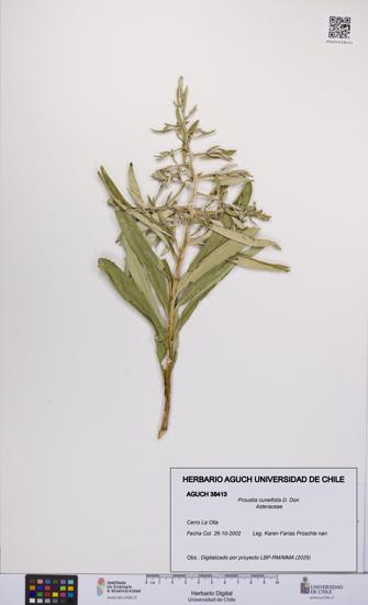Proustia cuneifolia [Espécimen: UCH:AGUCH:0038413]