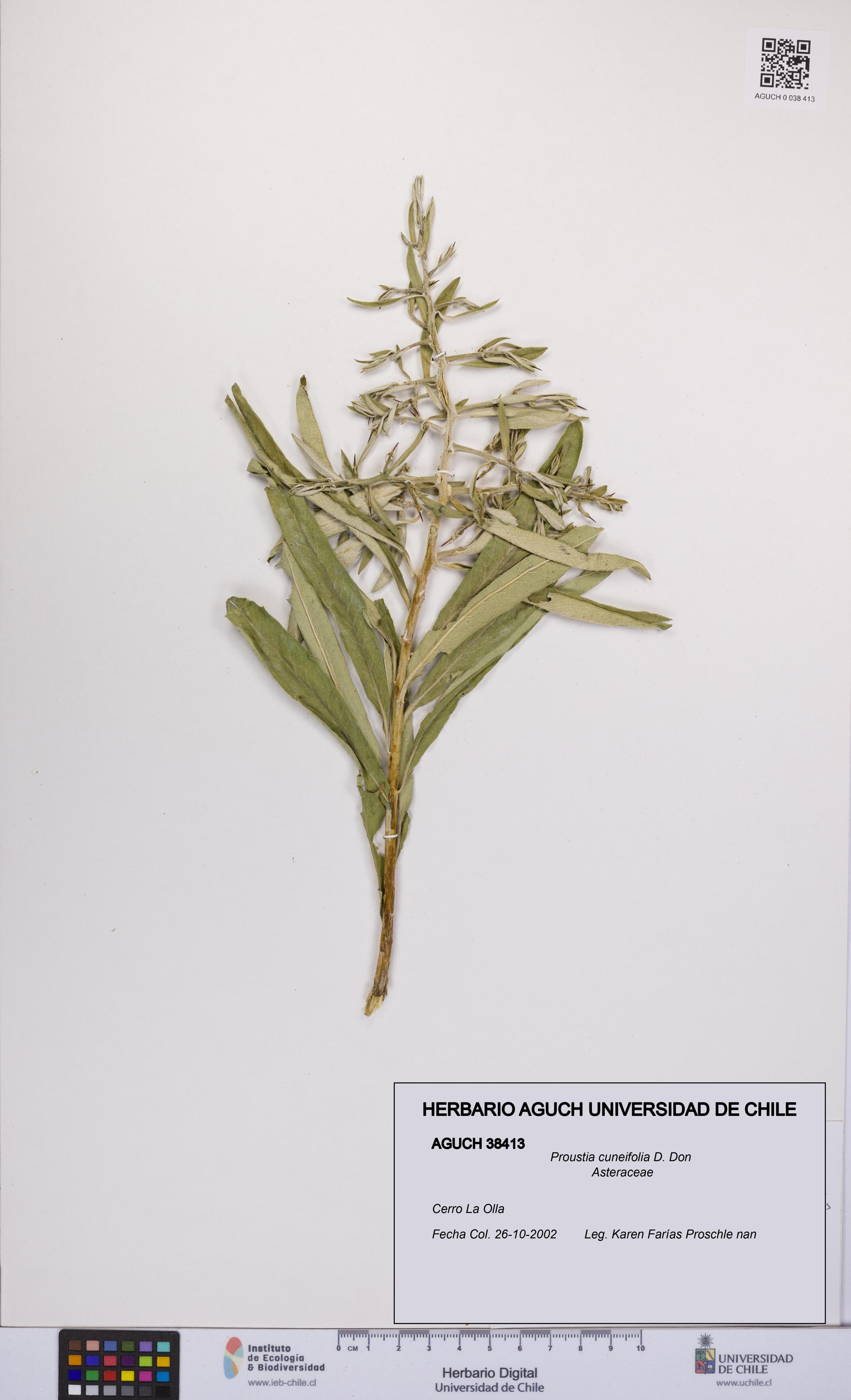 Proustia cuneifolia [Espécimen: UCH:AGUCH:0038413]