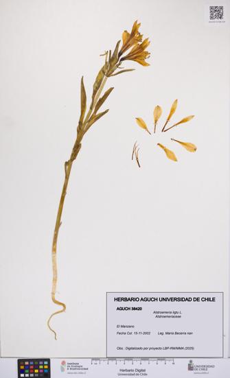 Alstroemeria ligtu [Espécimen: UCH:AGUCH:0038420]
