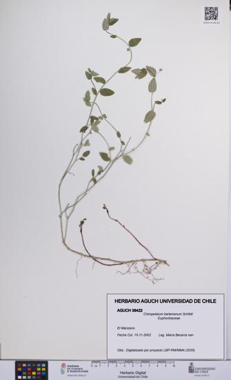 Chiropetalum berterianum [Espécimen: UCH:AGUCH:0038422]