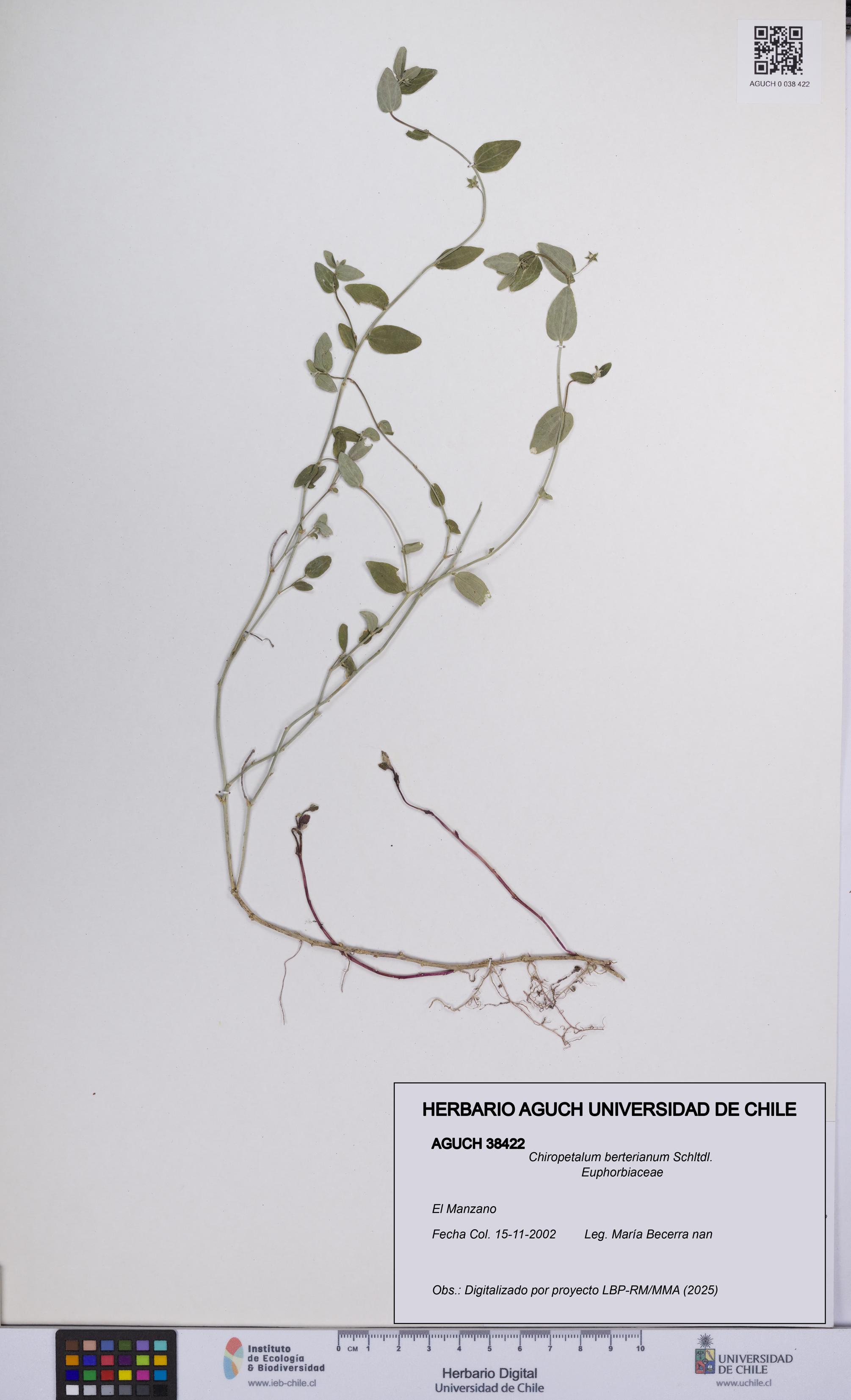 Chiropetalum berterianum [Espécimen: UCH:AGUCH:0038422]