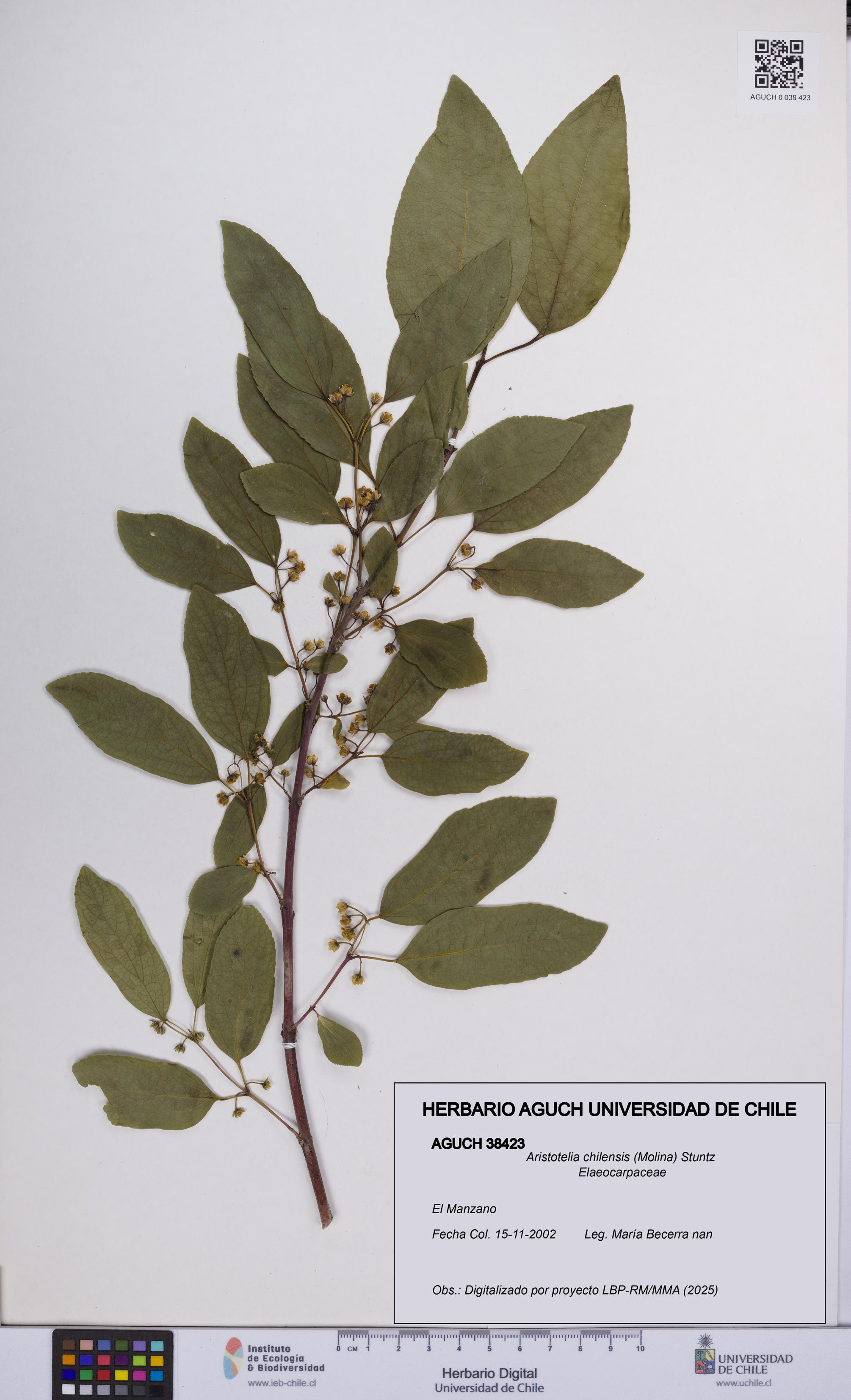 Aristotelia chilensis [Espécimen: UCH:AGUCH:0038423]