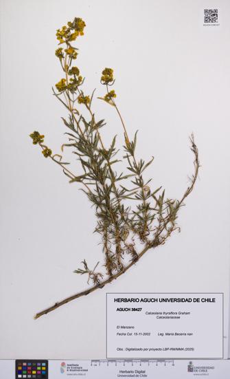 Calceolaria thyrsiflora [Espécimen: UCH:AGUCH:0038427]