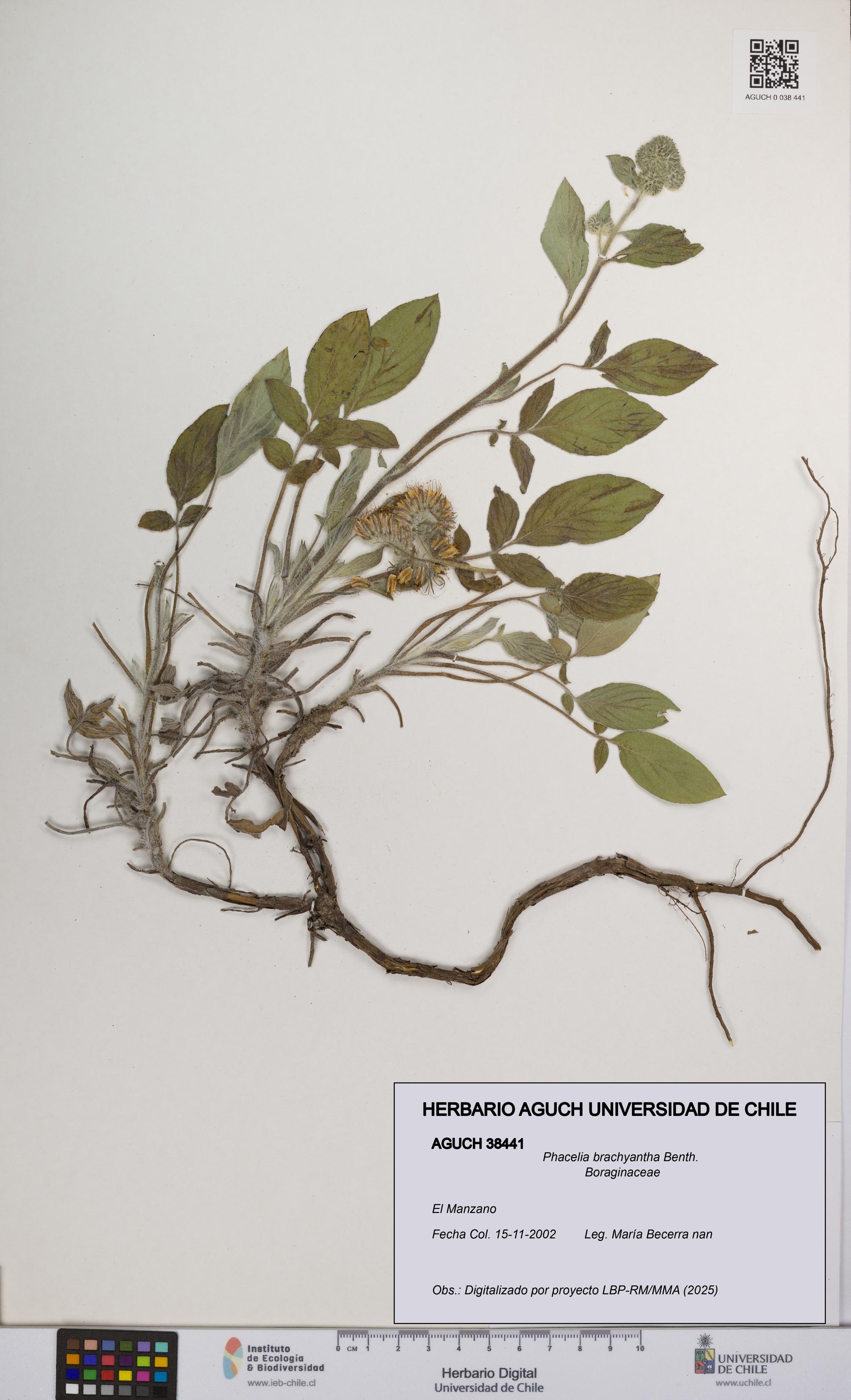 Phacelia brachyantha [Espécimen: UCH:AGUCH:0038441]