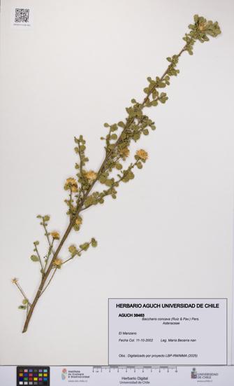 Baccharis concava [Espécimen: UCH:AGUCH:0038463]
