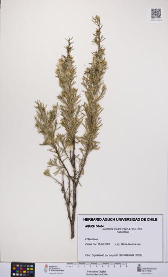 Baccharis linearis [Espécimen: UCH:AGUCH:0038464]