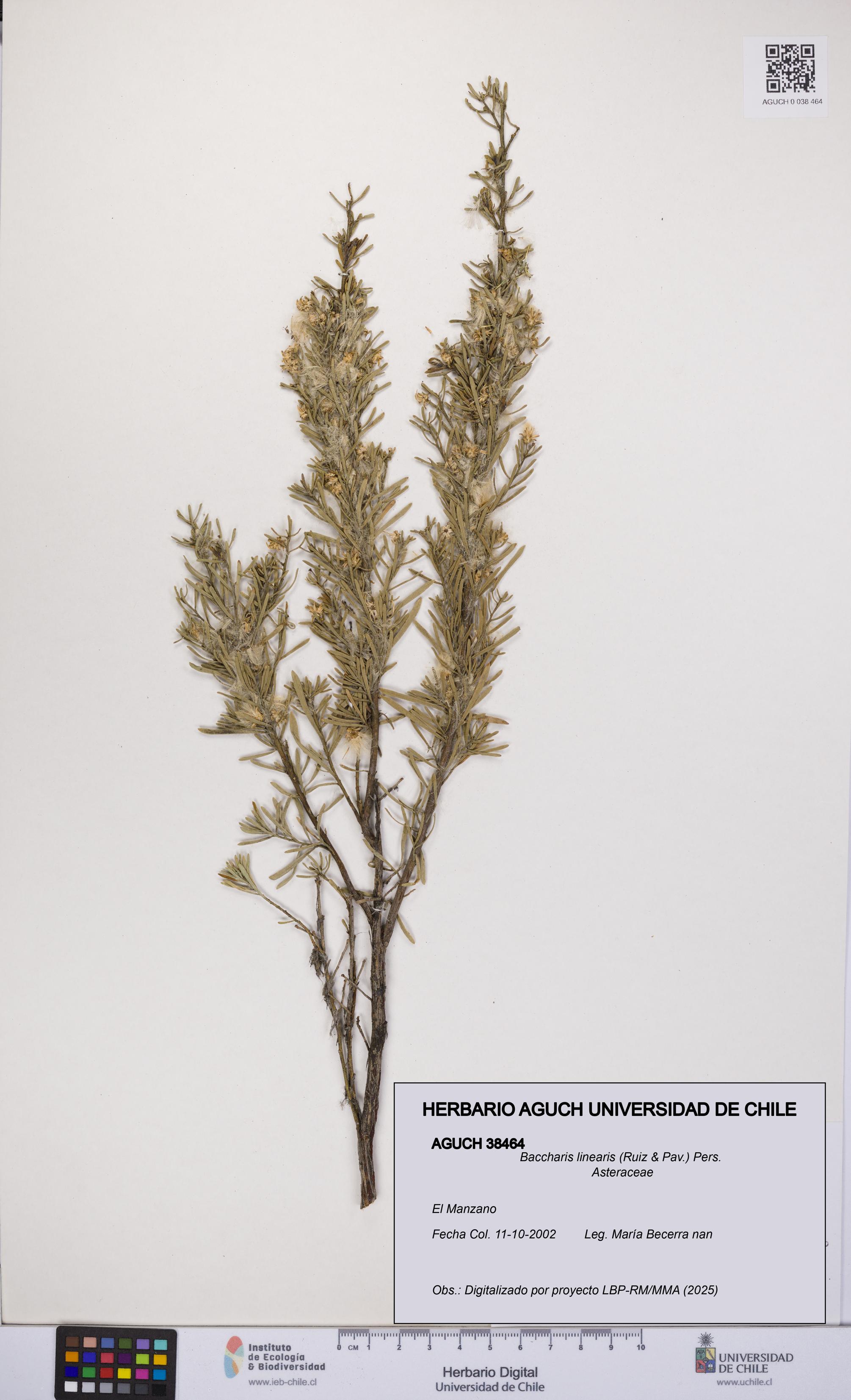 Baccharis linearis [Espécimen: UCH:AGUCH:0038464]