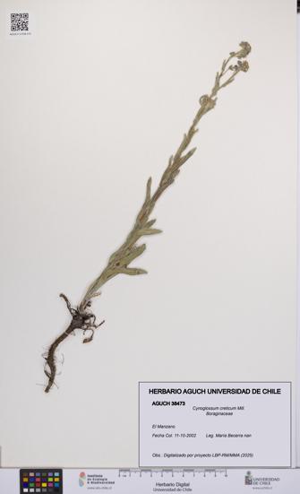 Cynoglossum creticum [Espécimen: UCH:AGUCH:0038473]
